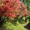 つつじ祭りの風呂山公園を歩く（塙町）