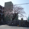 沼津市本田町　2014年の桜が開花