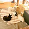 福岡県飯塚市：犬と猫のカフェ 有吉工務店を紹介するにゃ 8【ボランティアさん大募集中にゃ‼️】