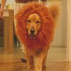 【科学】一体何者❓❗️絶滅した謎多きホラアナライオンの正体に迫れ❗️【日露協力】