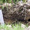 農道脇に“宝石” 守山でカワセミが営巣（滋賀県）