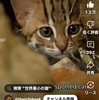 スリランカの熱帯雨林生息の絶滅危惧種の世界最小の猫「サビイロネコ」 Rusty-spotted Cat