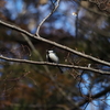 黒いネクタイを付けた鳥、シジュウカラと見る生態系