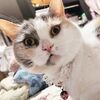 愛猫とお裁縫とNEW首輪