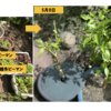 家庭菜園　越冬ピーマン01　【開花】