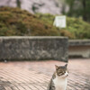 桜咲く春の公園でくつろぐネコさんを撮る