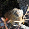 東ヌプカウシ山へ③（10月4日）