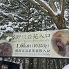 地獄谷野猿公園に行ってみた。
