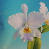 Cattleya labiata fma. amesiana 'Angerer'