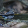 ケンカチャンの水場ハイドにいらっしゃい