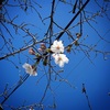 SAKURA 2020。