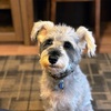 犬と過ごす軽井沢旅行記、ルシアン旧軽井沢