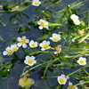 涼やかな清流、可憐な水中花　「醒ヶ井の梅花藻」　滋賀米原