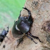 カブトムシの卵はどんな形でいつ産むのか？そして成虫になるまでは？！