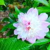 5月の庭　牡丹満開　みかんの花も