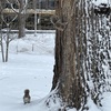 雪のセントラルパーク☃️リスにも遭遇🐿