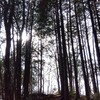 山では、ただのケモノでいたい