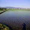 田植えが終わりました