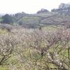 牛尾山（牛尾梅林）　……五分咲きの梅の花を見ながら春が来たことを実感する……