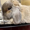 うさぎの目の色はどれだけあるの うさぎの目は赤い うさぎさんとモフモフな日々 うさぎの目の色はどれだけあるの うさぎの目は赤い うさぎさんとモフモフな日々