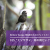 “ミソサザイ、何の用だい？”――Birders' Songs（バーダーのためのプレイリスト）015