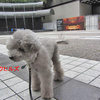 赤坂蚤の市 in Ark Hills 