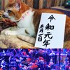 猫写真♯261
