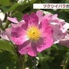 ツクシイバラが見頃