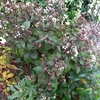 雨の庭で