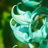 筑波実験植物園・ヒスイカズラ