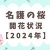 名護の桜、開花状況は？【2024】