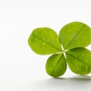 幸運と言えば四葉のクローバーだよね　The four leaf clover is a testimony of luck