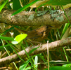 コマドリの幼鳥？ 野鳥撮影 in 八ヶ岳（権現岳） 