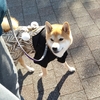 年末詣と初詣