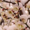 香雪氷咲