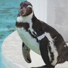 ある日の小樽の風景・・小樽水族館　セイウチショー、ペンギンショー、トドショー