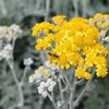 よもぎの見分け方完全解説！間違えやすい植物との違いをわかりやすくご紹介