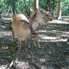 奈良公園のウォーリー鹿を探せ