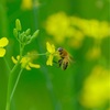 ４月の赤塚植物園、その９。