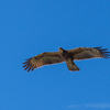 ◆'22/09/14　鳥海山・七高山まで➃…薊坂を登って