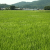 風