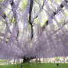 Great Wisteria