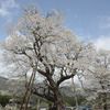 西置賜に桜を見に行った2024