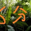 最速6分でLv6になる方法！君はJungleを正確に把握しているか？