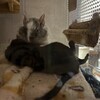 しろごまあん1111日目