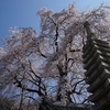 春が来た！林陽寺のしだれ桜