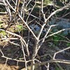 リンゴの剪定をしようとしたら