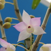 Dendrobium hercoglossum `Angel Wings' BM/JOGA