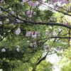 まんぼぅくん、隅田公園の八重桜　その1