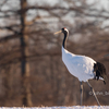 2019年1月7日の鳥撮り(3/3)-遠征最後の探鳥